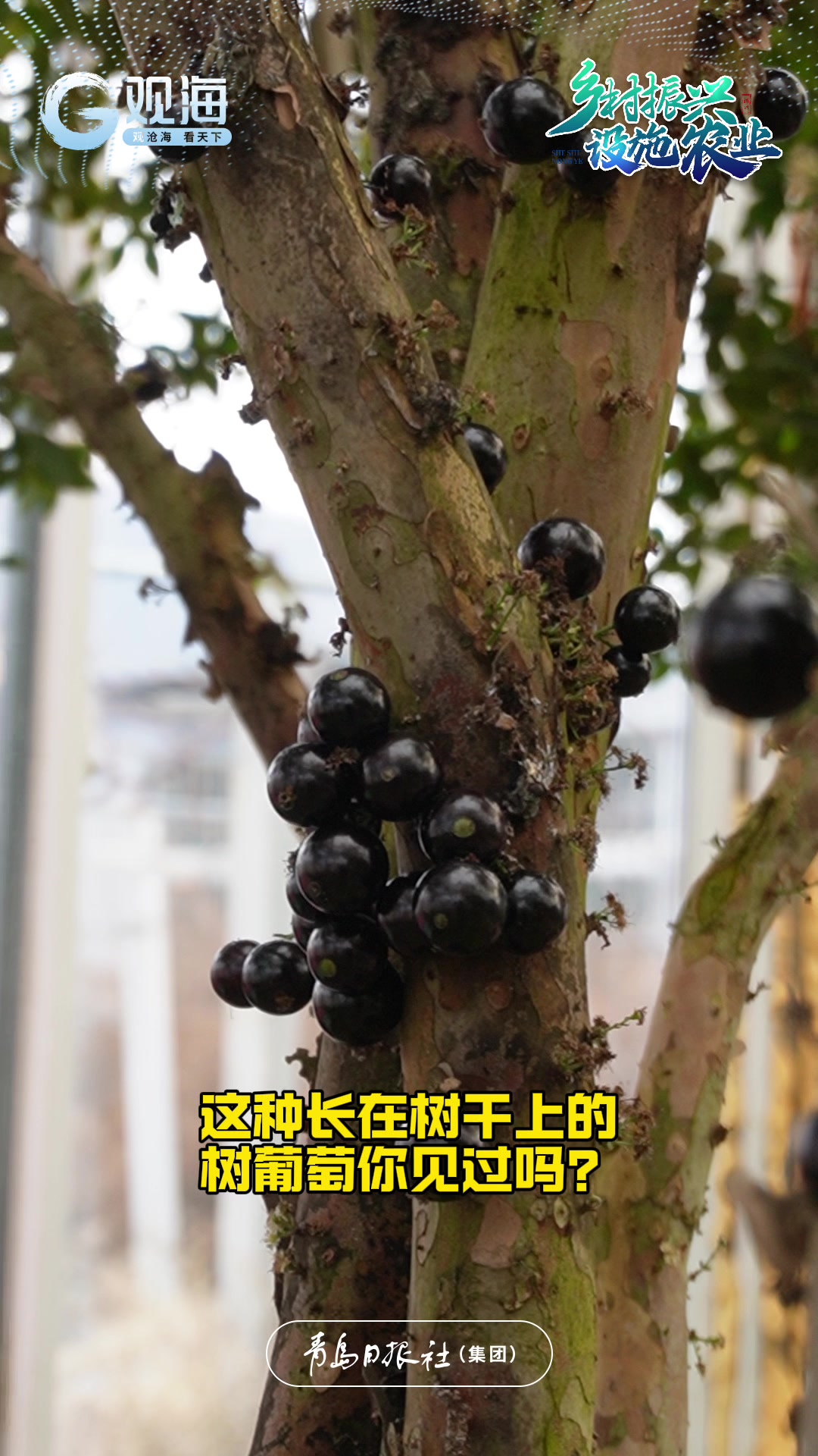 冬日大棚绿意浓，设施农业助增收！南方果在青岛北宅“扎下根”