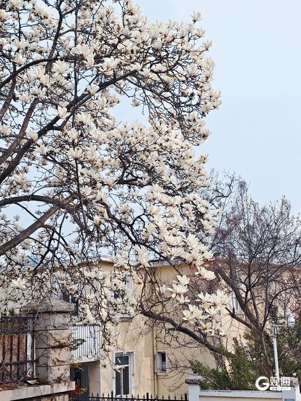 漫游老城街巷共赏春日浪漫！青岛巴士开出“玉兰之约”主题车(图4)