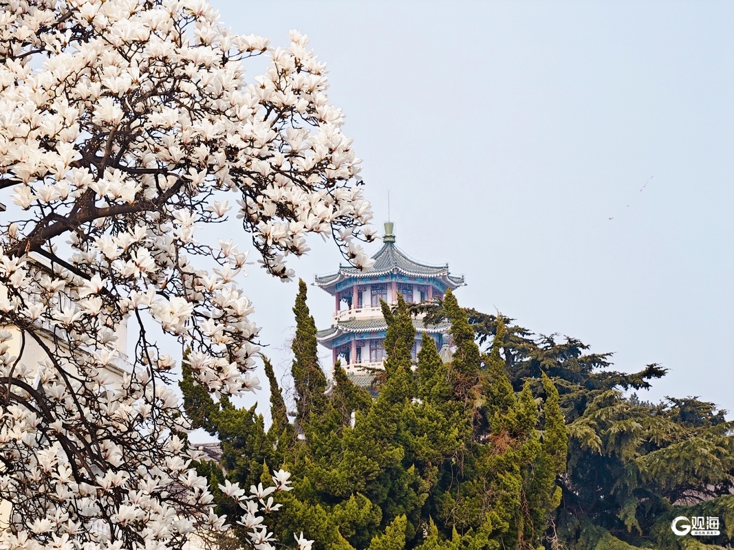 漫游老城街巷共赏春日浪漫！青岛巴士开出“玉兰之约”主题车(图3)