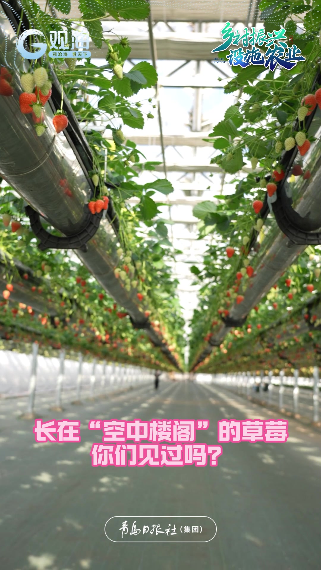 无土栽培，打造草莓“高架种植”新模式！在青岛，看未来农业的模样……