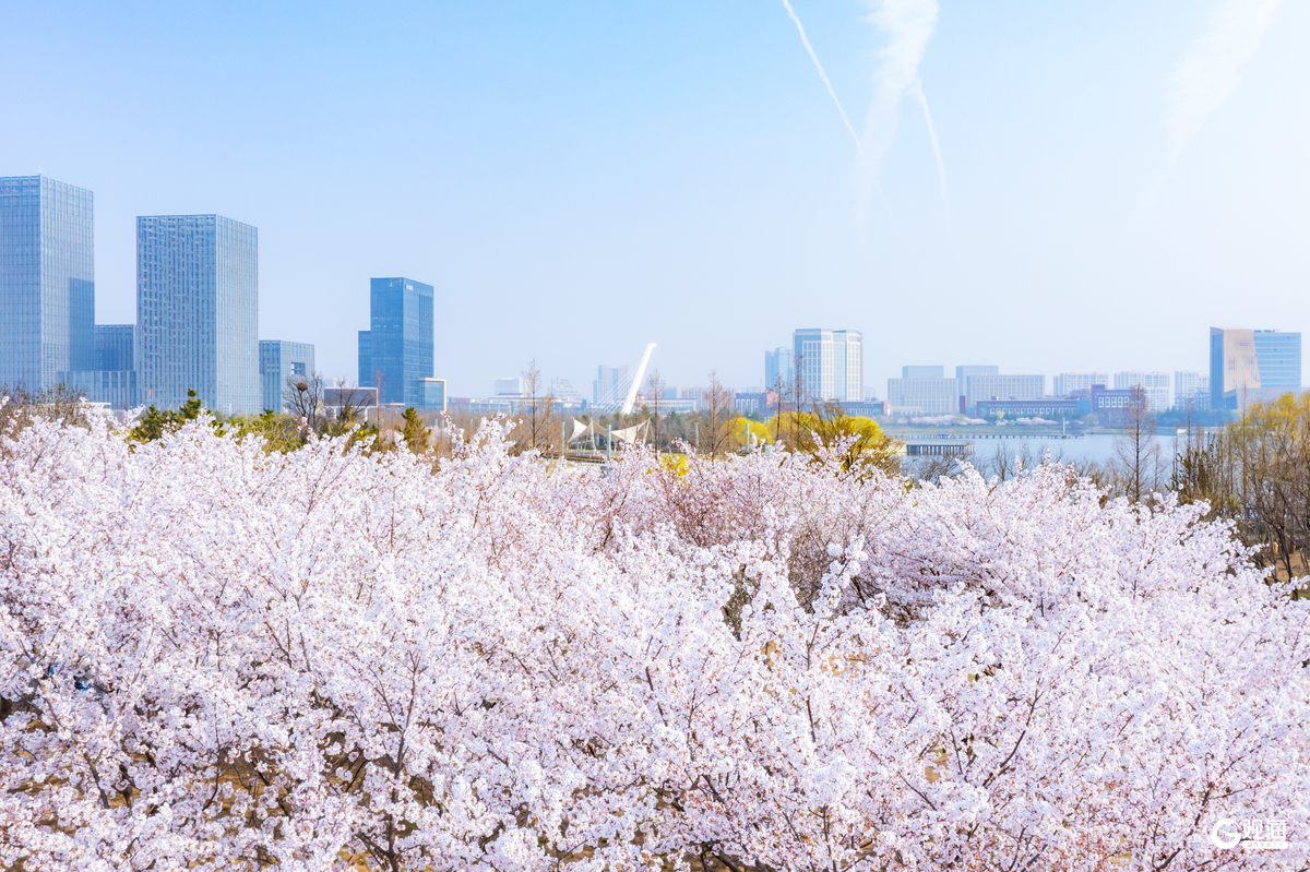 青岛高新区发布“赏春指南”打造一站式春日休闲目的地(图1)