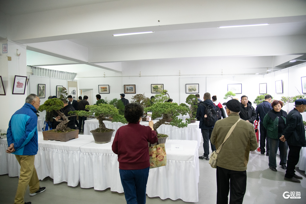 助力园林花卉产业高欧博体育网址质量发展2024青岛盆景花卉艺术展开展(图1)
