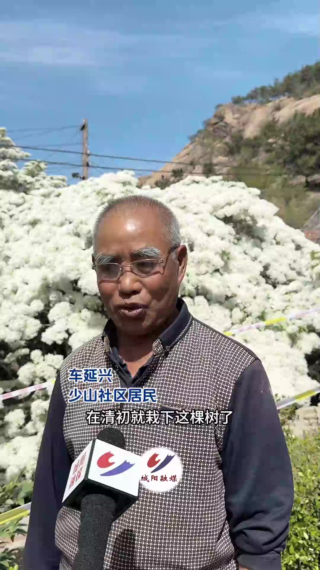 城阳夏庄：三百年流苏树盛放迎客