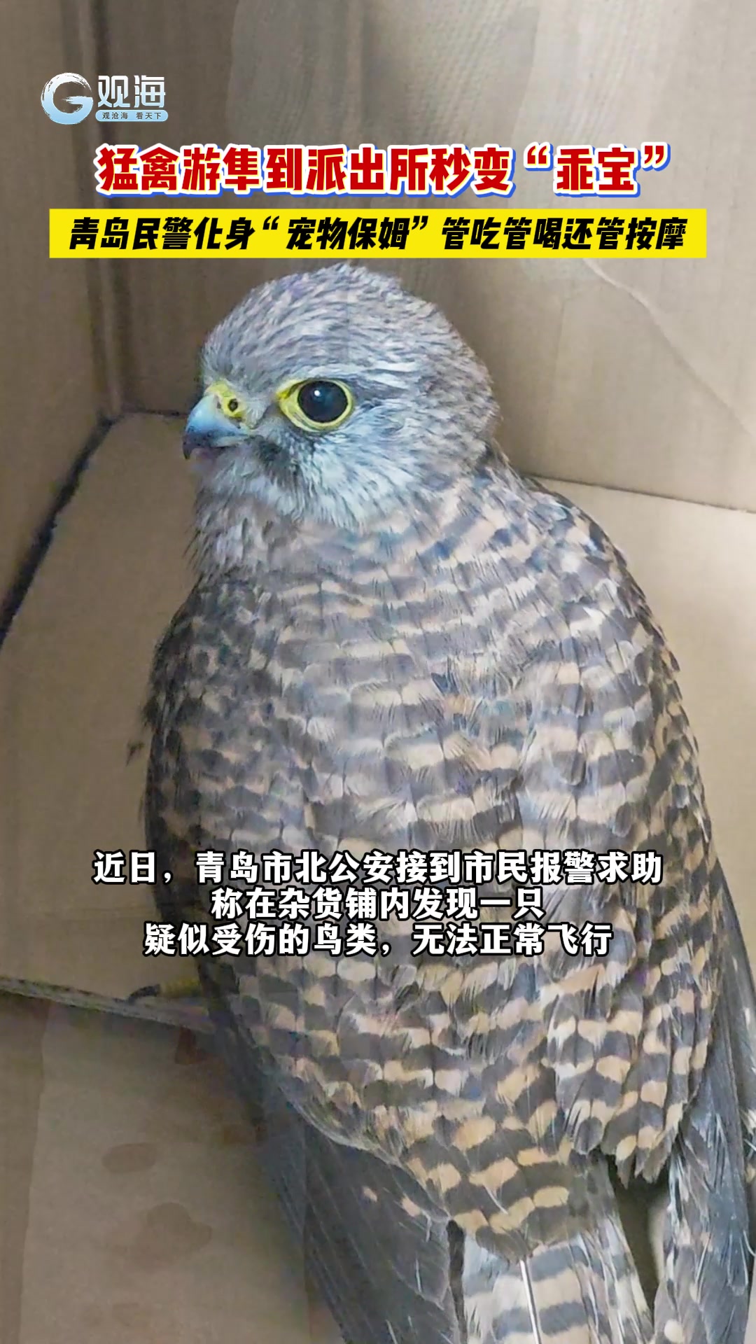 猛禽游隼到派出所秒变“乖宝”，青岛民警化身“宠物保姆”管吃管喝还管按摩。