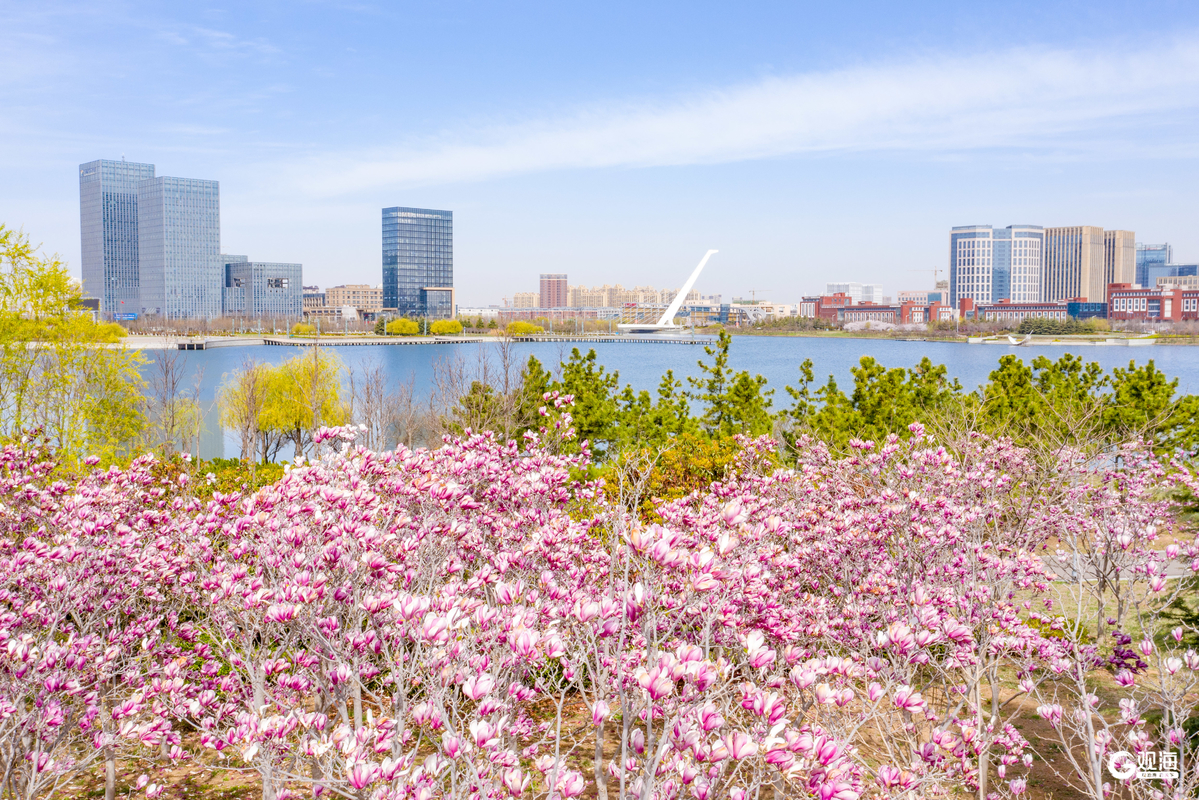 青岛高新区发布“赏春指南”打造一站式春日休闲目的地(图2)